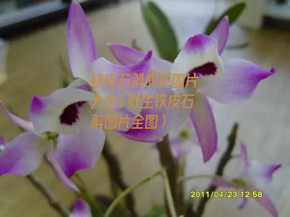 铁皮石斛的花图片大全