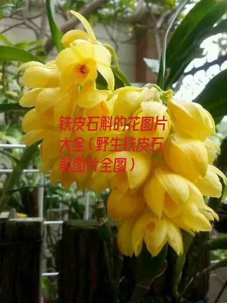 铁皮石斛的花图片大全