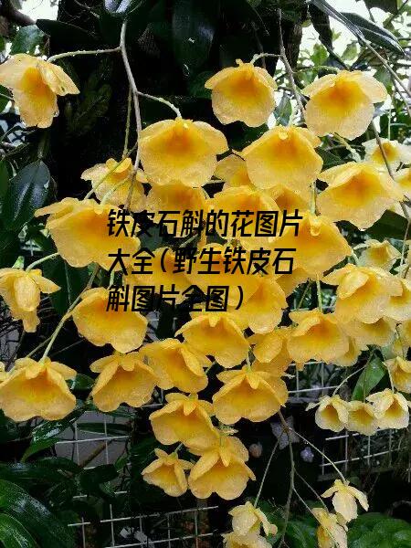 铁皮石斛的花图片大全