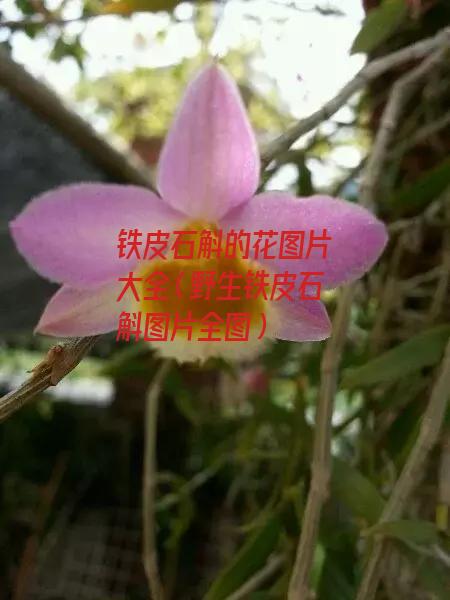 铁皮石斛的花图片大全