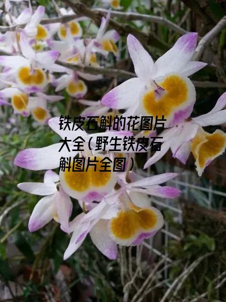 铁皮石斛的花图片大全