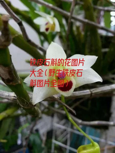 铁皮石斛的花图片大全