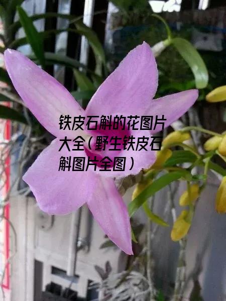 铁皮石斛的花图片大全