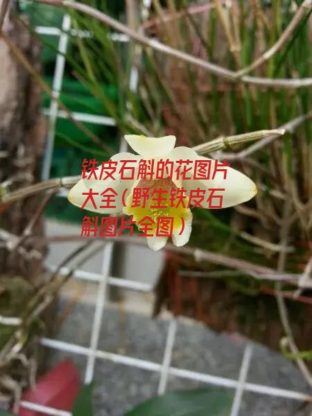 铁皮石斛的花图片大全