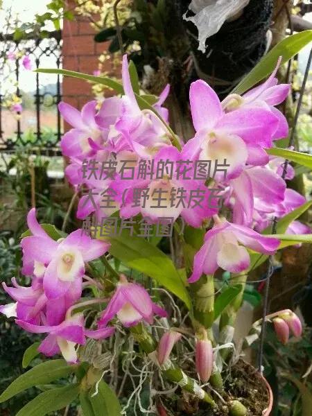 铁皮石斛的花图片大全