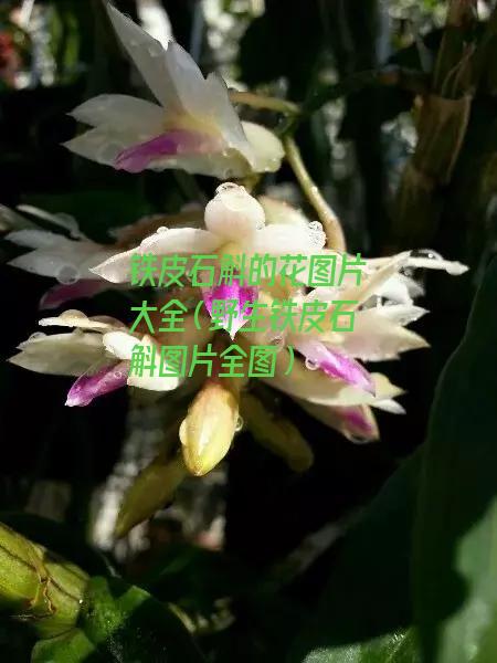 铁皮石斛的花图片大全