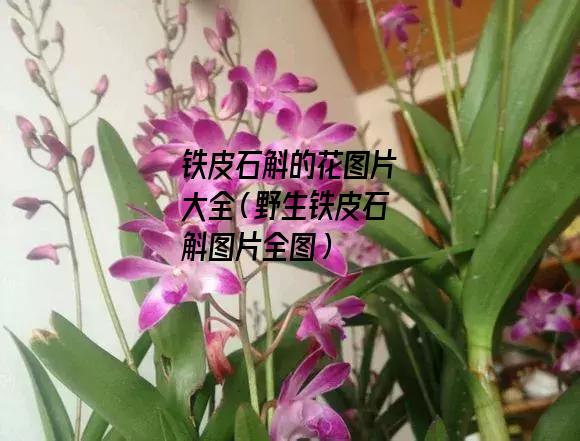 铁皮石斛的花图片大全