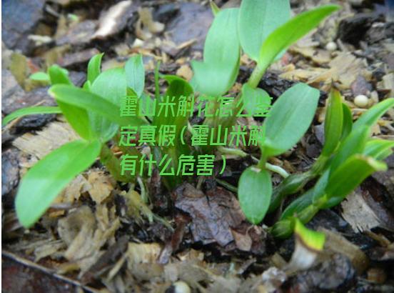 霍山米斛花怎么鉴定真假