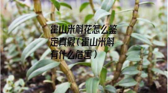 霍山米斛花怎么鉴定真假