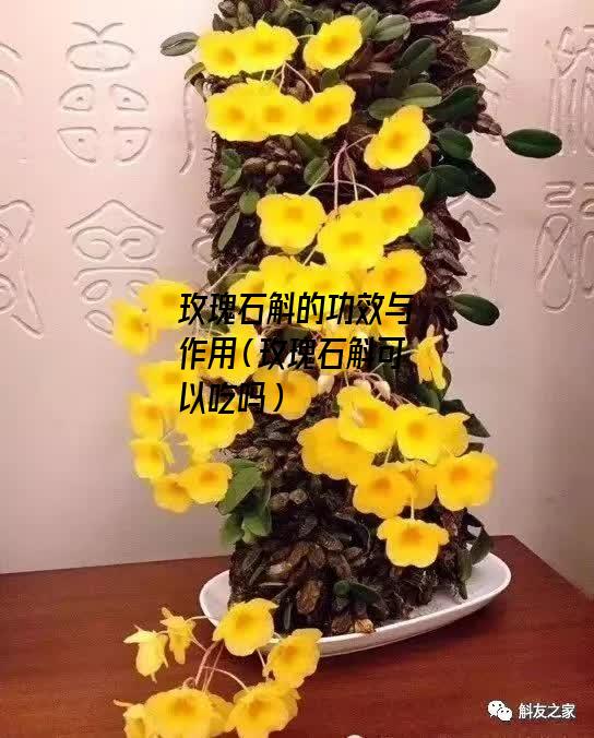 玫瑰石斛的功效与作用