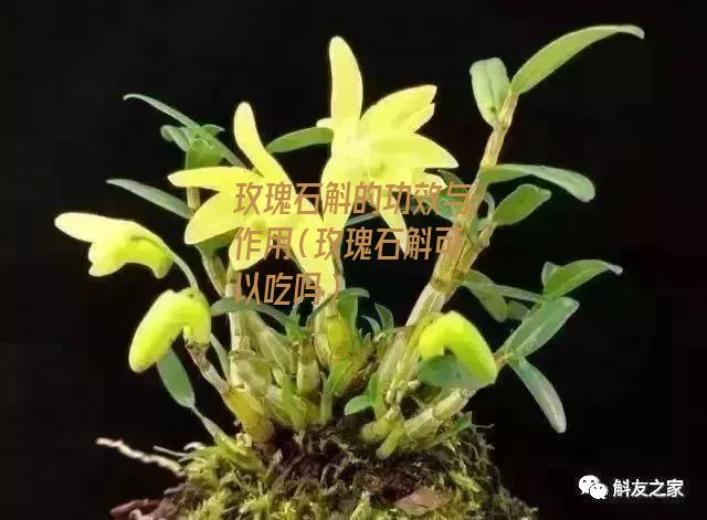 玫瑰石斛的功效与作用