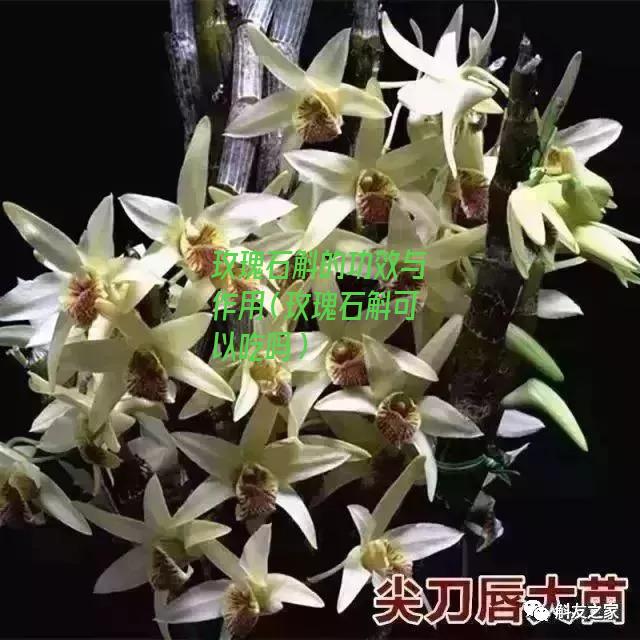 玫瑰石斛的功效与作用