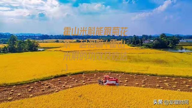 霍山米斛能跟菊花茶一起泡嘛