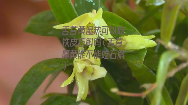 舌苔黄湿热可以吃铁皮石斛吗