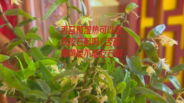 舌苔黄湿热可以吃铁皮石斛吗