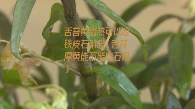 舌苔黄湿热可以吃铁皮石斛吗