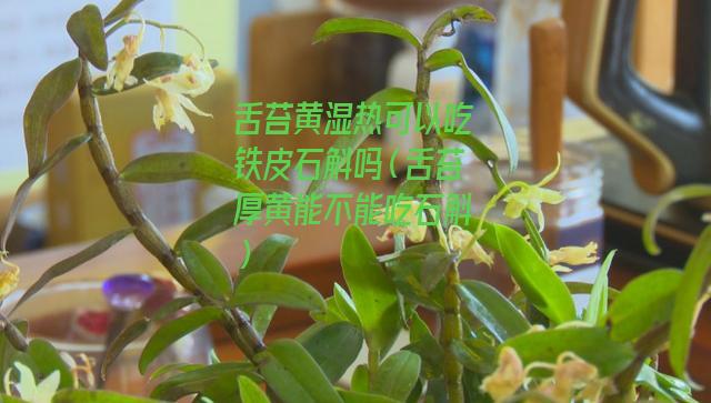 舌苔黄湿热可以吃铁皮石斛吗