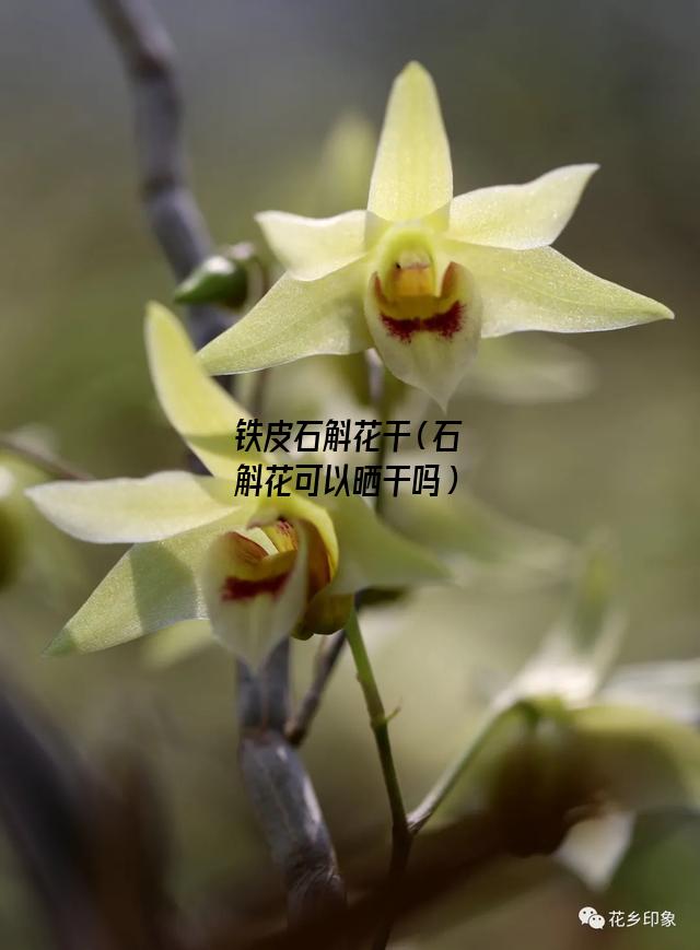 铁皮石斛花干