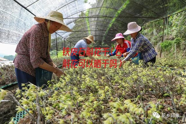 铁皮石斛花干