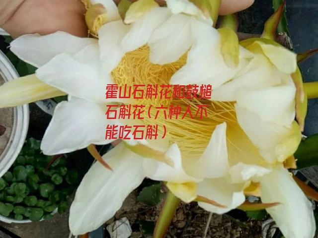 霍山石斛花和鼓槌石斛花