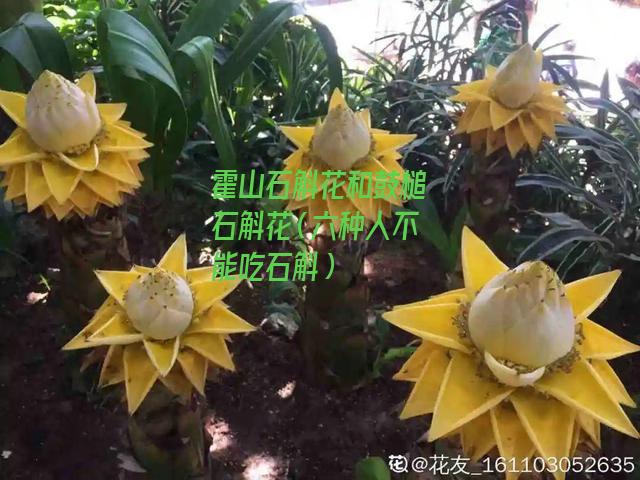 霍山石斛花和鼓槌石斛花