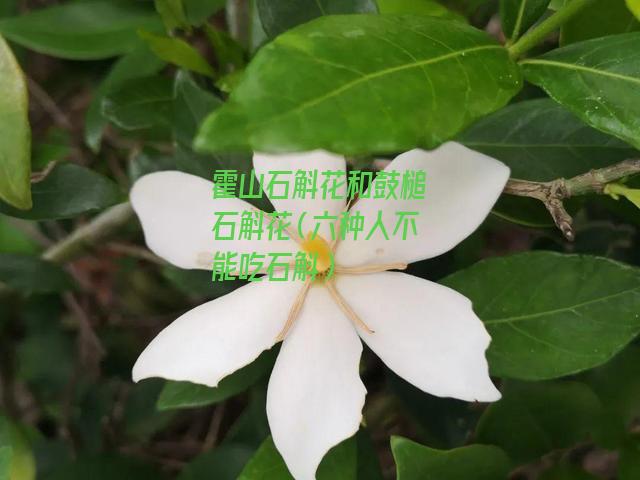 霍山石斛花和鼓槌石斛花