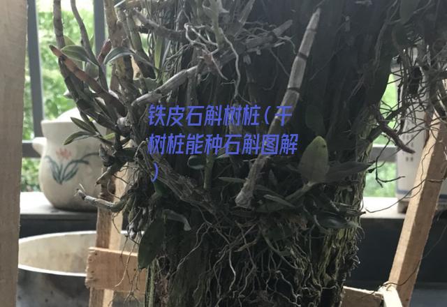 铁皮石斛树桩