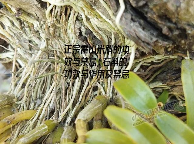 正宗霍山米斛的功效与禁忌