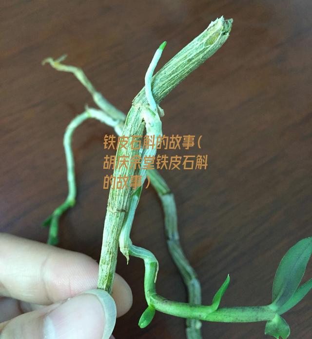 铁皮石斛的故事