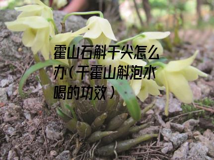 霍山石斛干尖怎么办