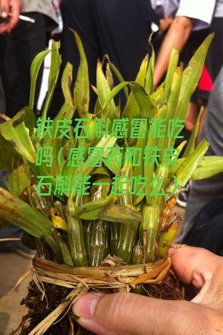 铁皮石斛感冒能吃吗（感冒药和铁皮石斛能一起吃么）