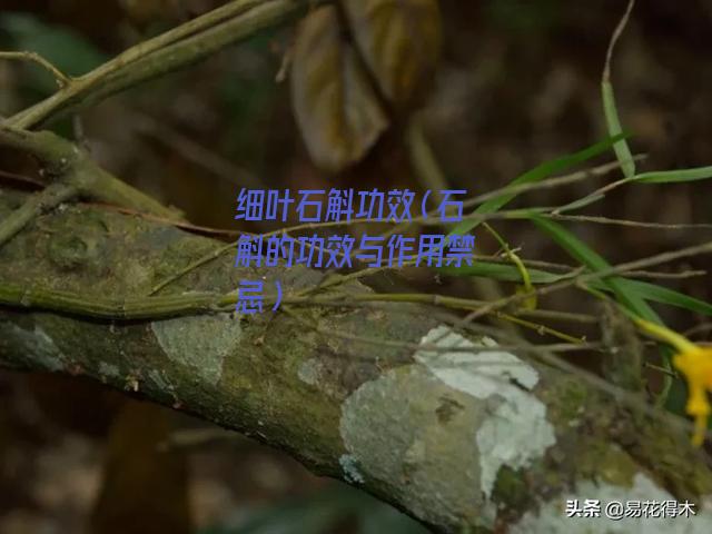 细叶石斛功效