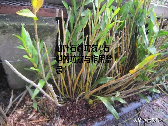 细叶石斛功效