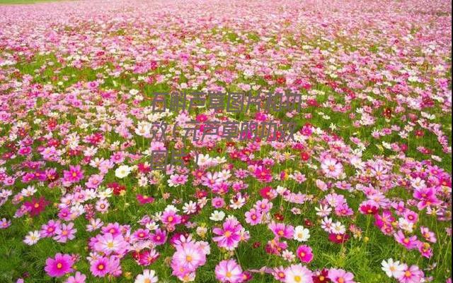 石斛芦草图片和功效