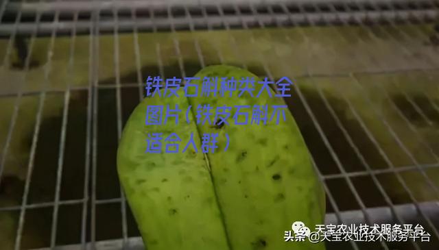 铁皮石斛种类大全图片