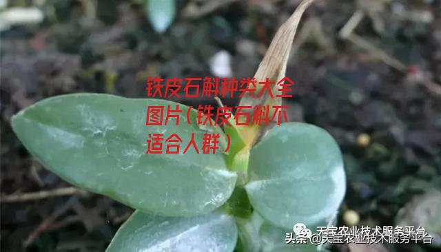 铁皮石斛种类大全图片