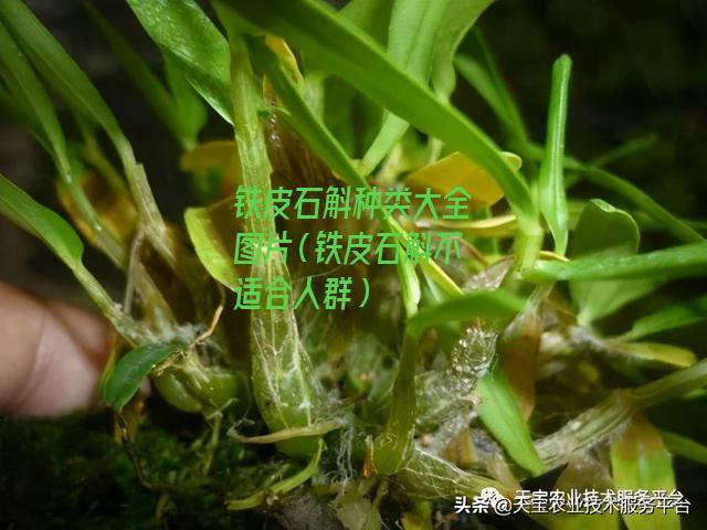 铁皮石斛种类大全图片