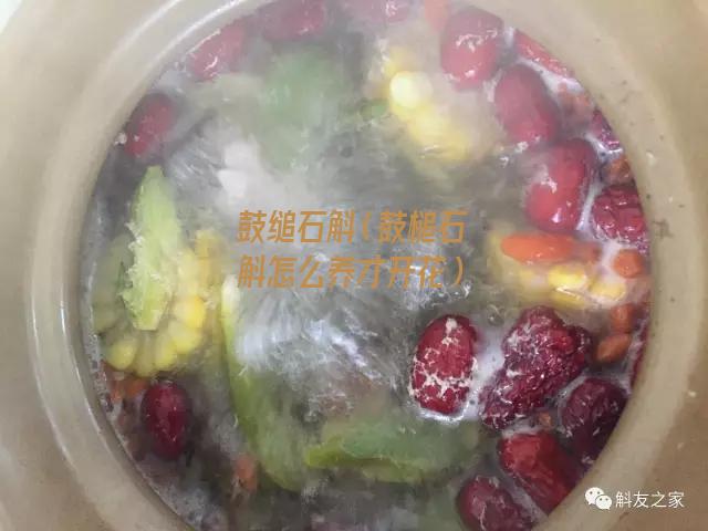 鼓缒石斛