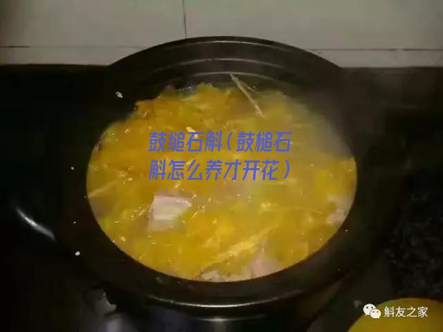 鼓缒石斛