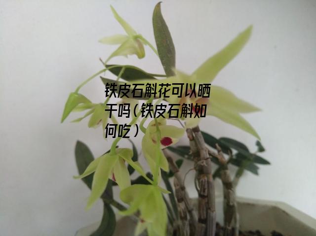 铁皮石斛花可以晒干吗