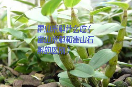 霍山米斛什么吃