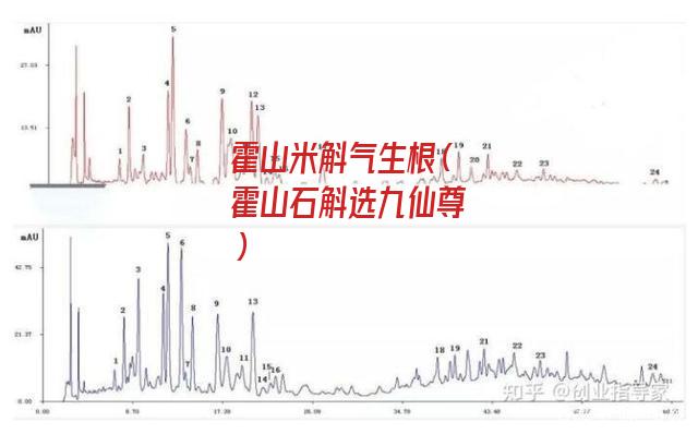 霍山米斛气生根