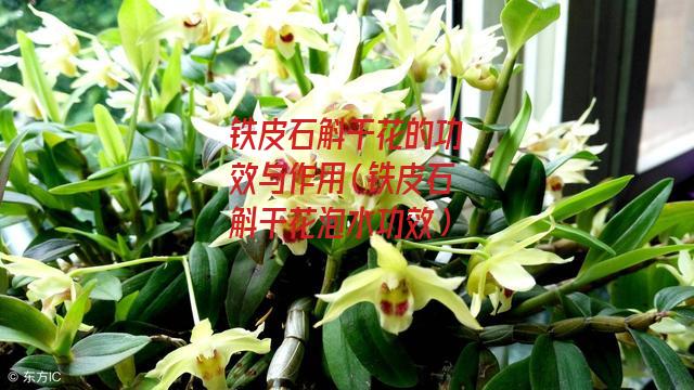 铁皮石斛干花的功效与作用