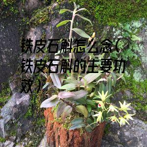 铁皮石斛怎么念（铁皮石斛的主要功效）