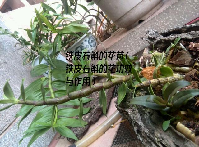 铁皮石斛的花苞