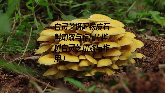 白灵芝搭配铁皮石斛功效与作用