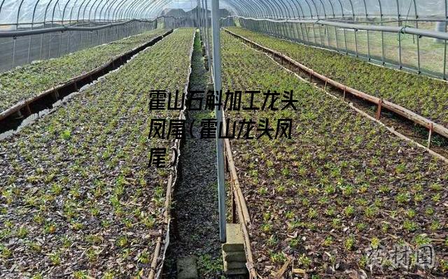 霍山石斛加工龙头凤尾