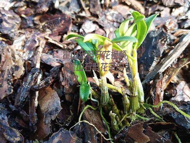 霍山米斛开花视频