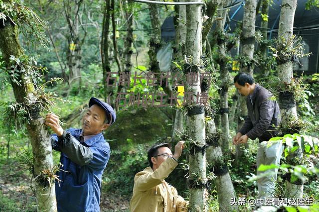 石斛长在什么地方