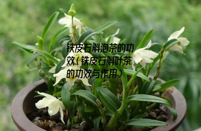 铁皮石斛泡茶的功效